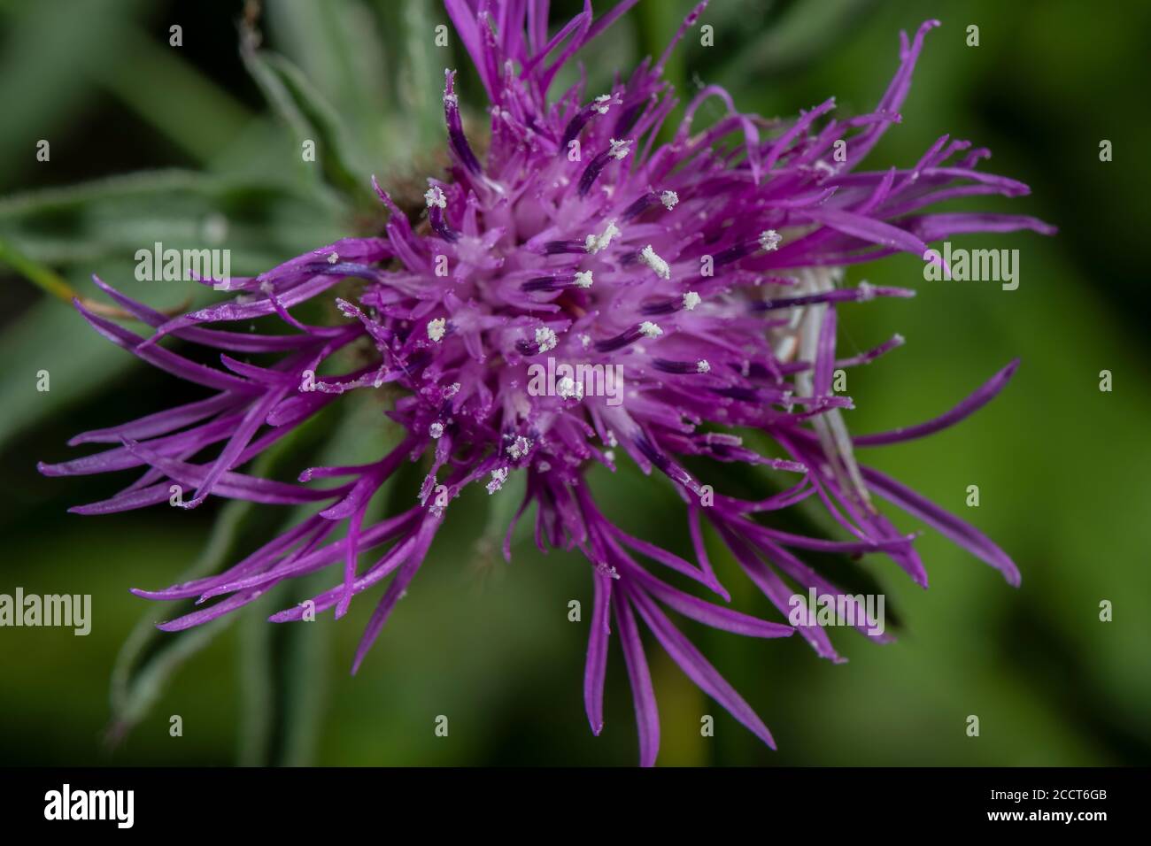 Close-up of flower of rayed form of Common Knapweed, Centaurea nigra in old meadow. Stock Photo