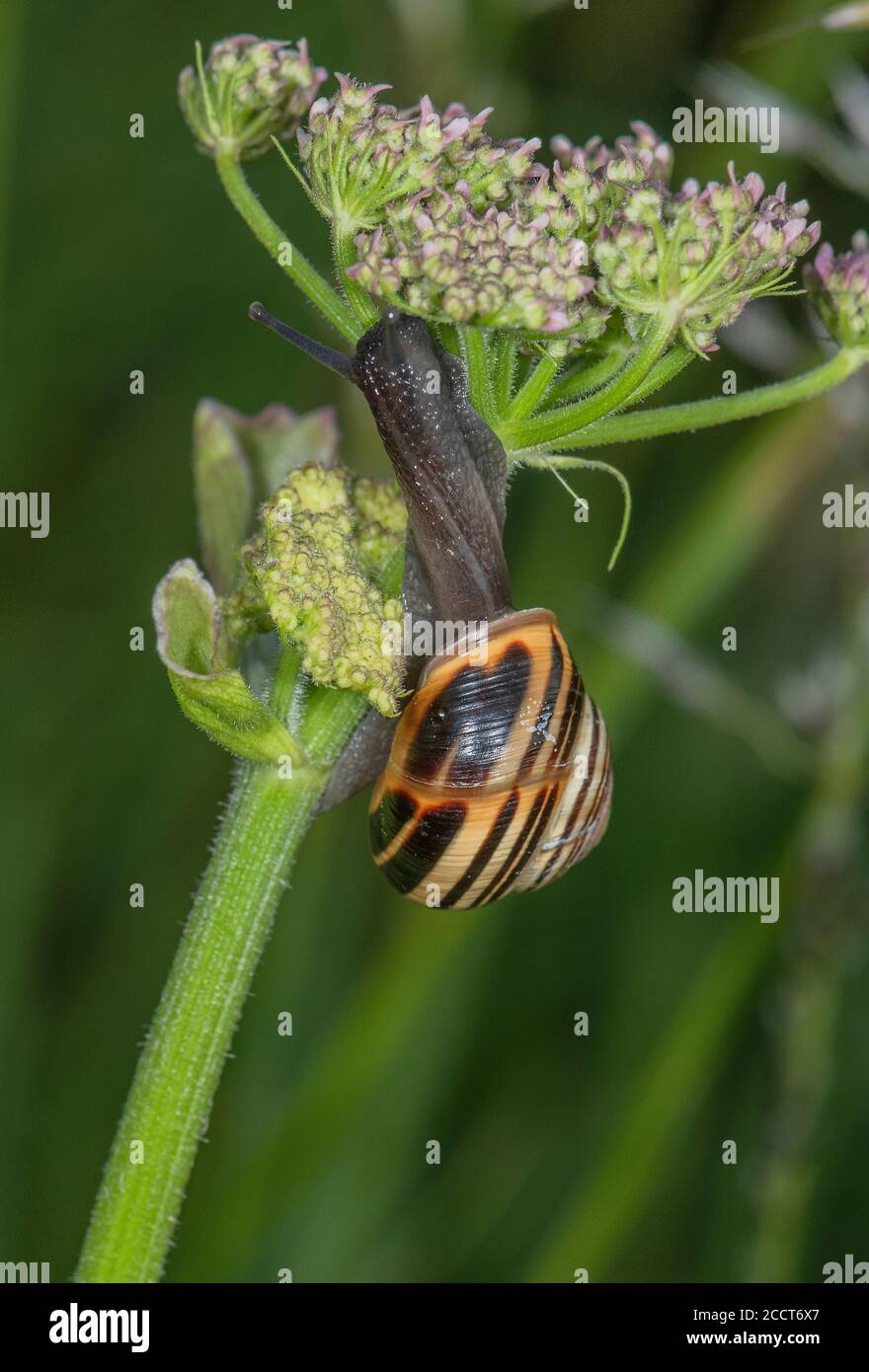 Brown-lipped snail, Cepaea nemoralis, colour form, feeding on Hogweed, after rain. Dorset. Stock Photo