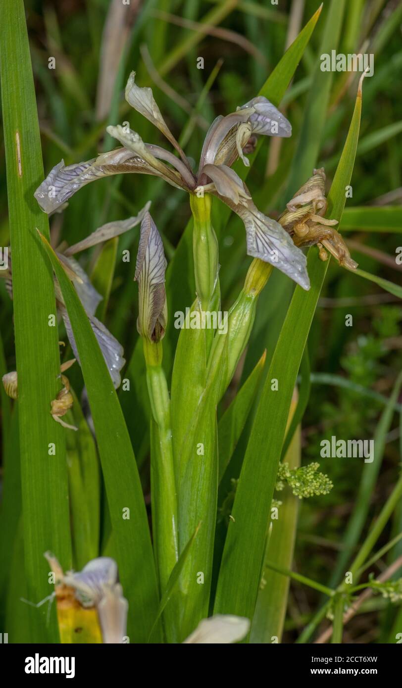 Stinking iris, Iris foetidissima, in flower in limestone woodland, spring. Stock Photo