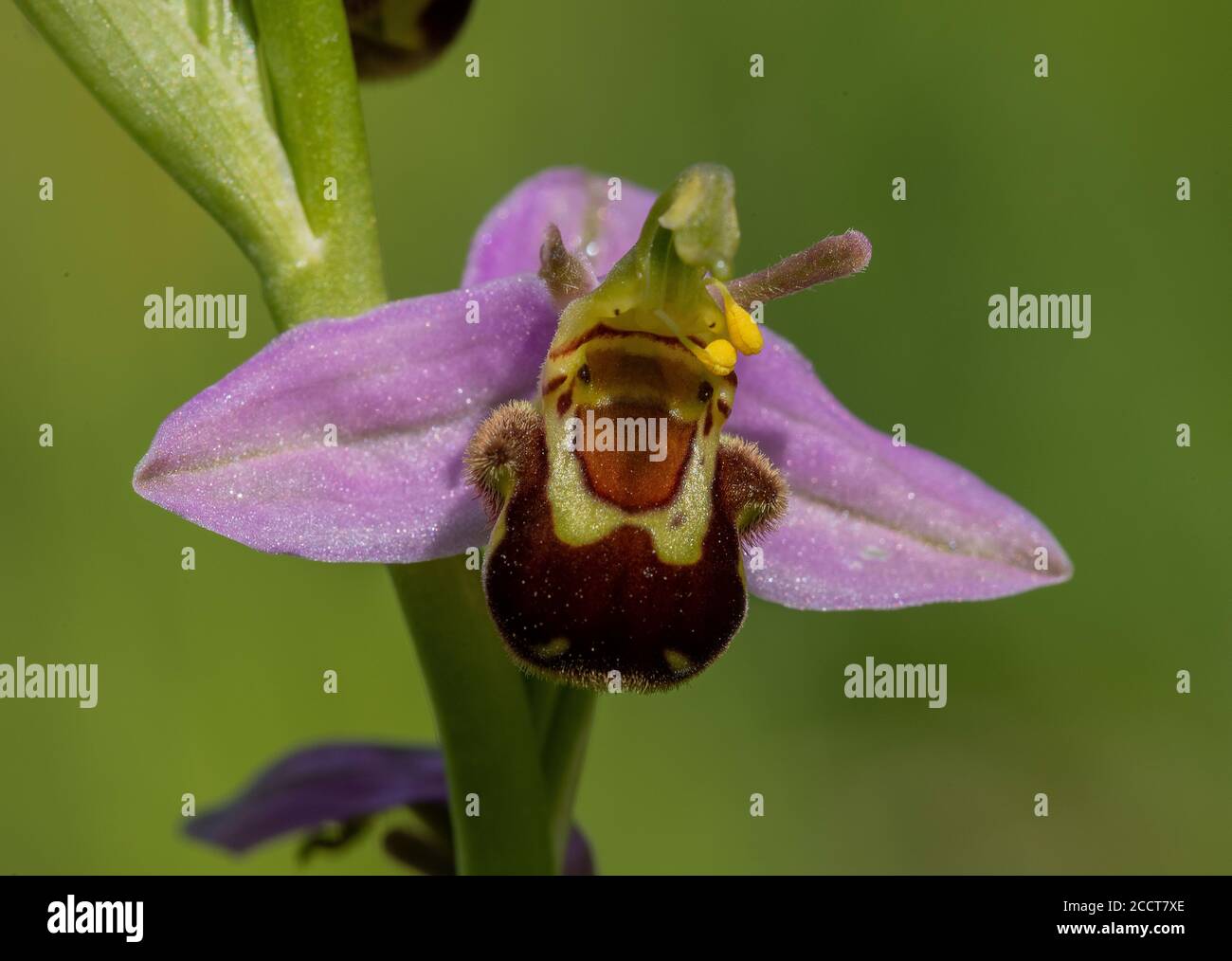 Flowers Of Bee Orchid Ophrys Apifera Exhibiting Self pollination On Flowers Of Bee Orchid Ophrys Apifera Exhibiting Self pollination On