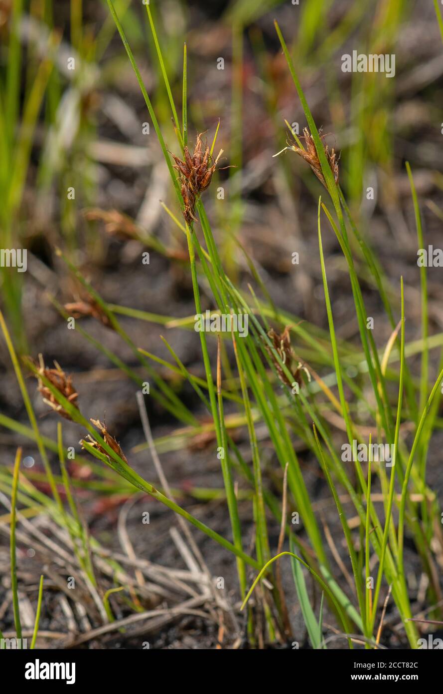 Brown beak-sedge, Rhynchospora fusca, in boggy heasthland area, Hartland Moor, Purbeck; Dorset. Stock Photo