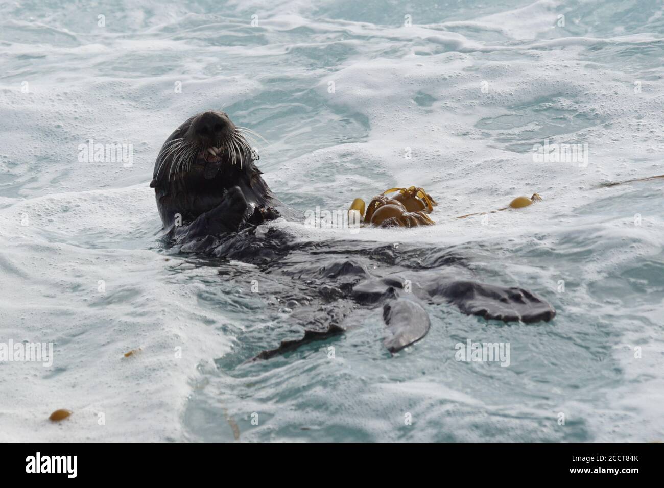 Sea Otter eating a crab in Morro Bay Stock Photo - Alamy