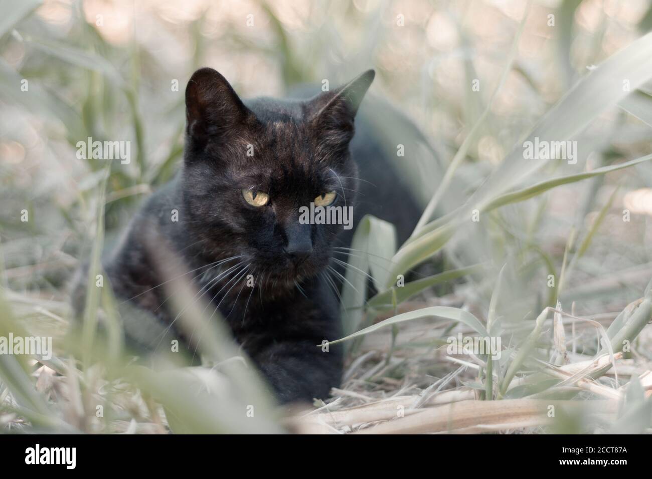 black cat lying on the grass Stock Photo
