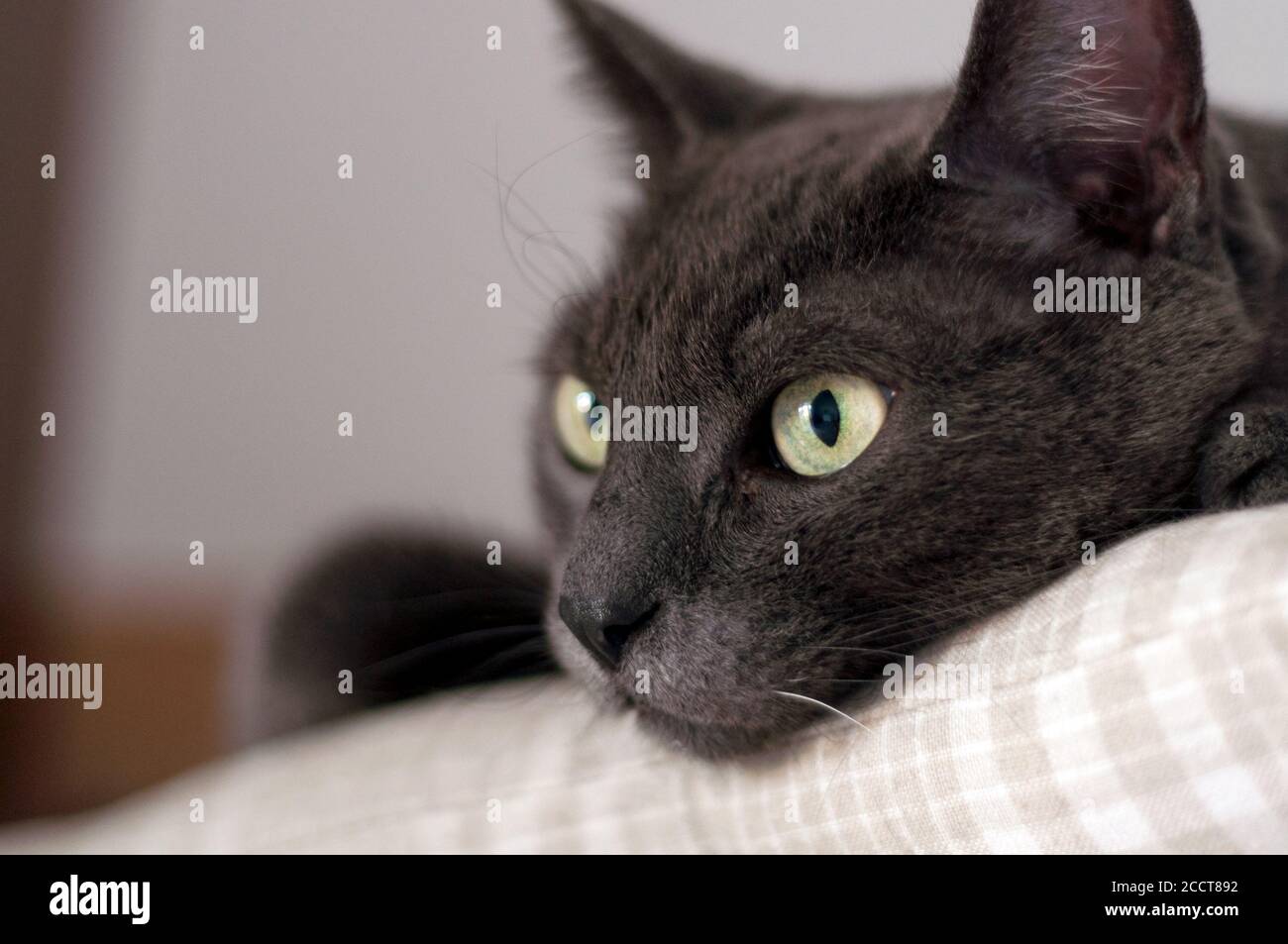 beautiful cat indoor laying on a pillow. yellow eyes Stock Photo