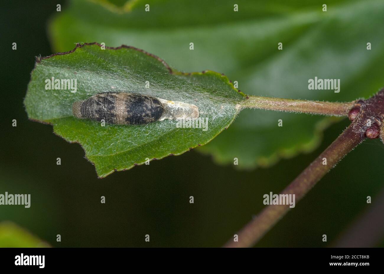 Caterpillar of Brimstone butterfly, parasitised by the Ichneumon Hyposoter rhodocerae, on Buckthorn. Stock Photo
