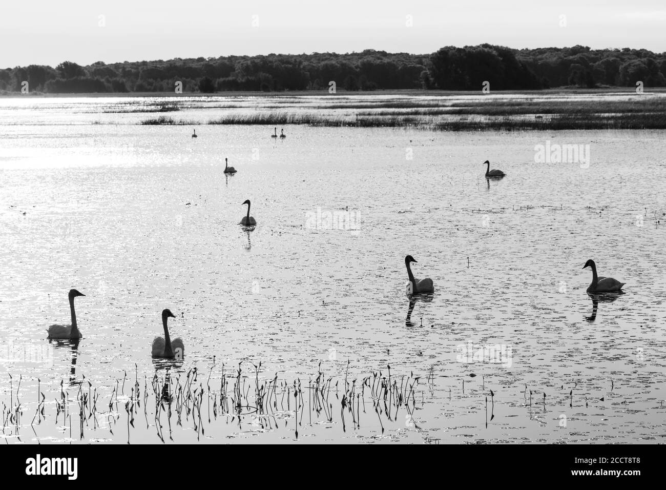 Trumpeter swans (Cygnus buccinator), Sunrise, Phantom Lake, Crex Meadows WMR, WI, USA, by Dominique Braud/Dembinsky Photo Assoc Stock Photo