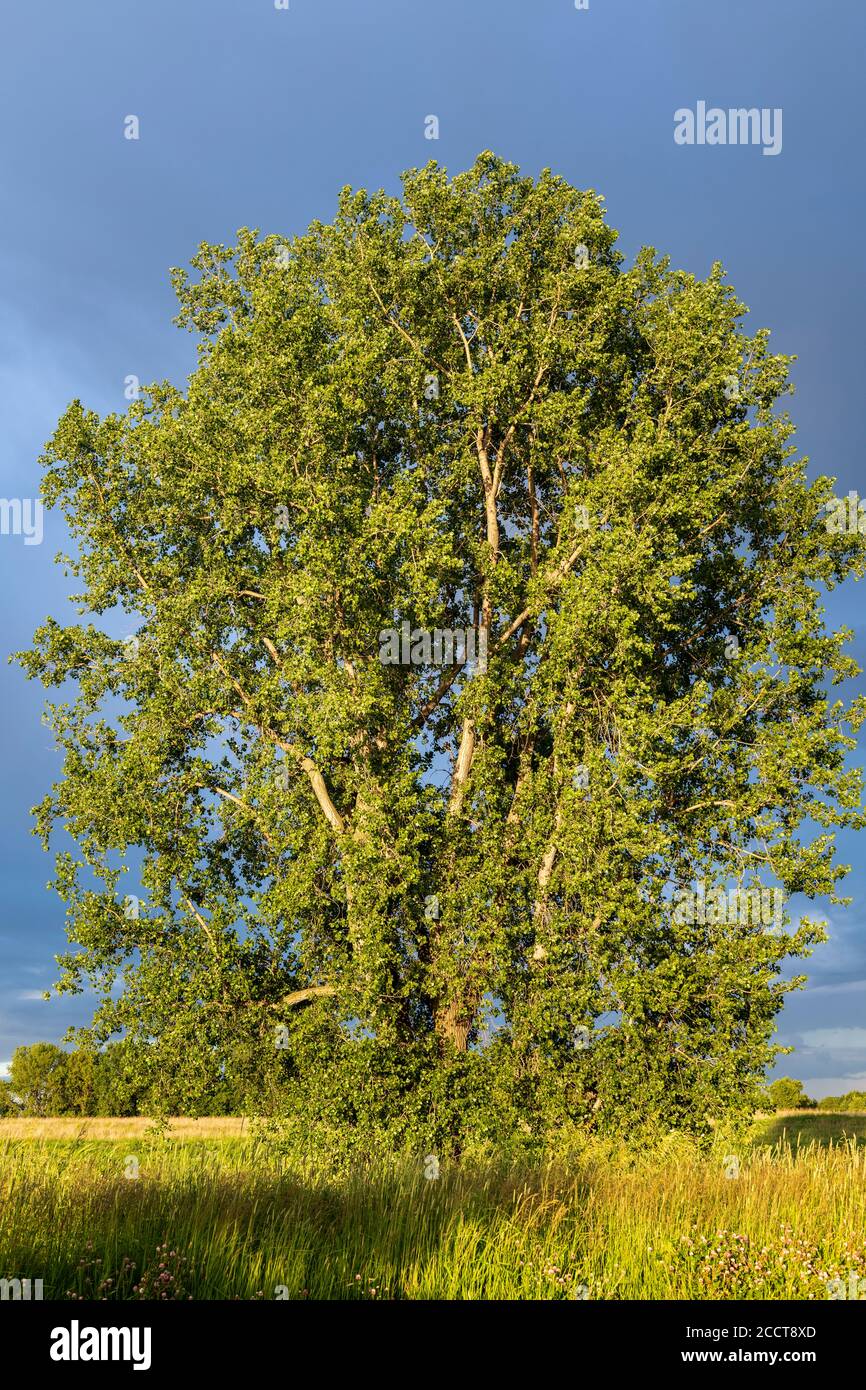 Stormy sky, E. Cottonwood (Populus deltoides) tree, Summer, MN, USA, by Dominique Braud/Dembinsky Photo Assoc Stock Photo