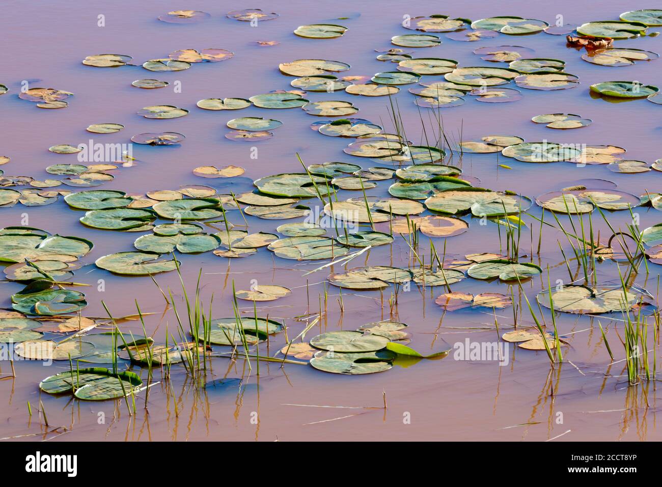 White Water lilies (Nymphaea odorata), freshwater pond, Eastern North America, by Dominique Braud/Dembinsky Photo Assoc Stock Photo