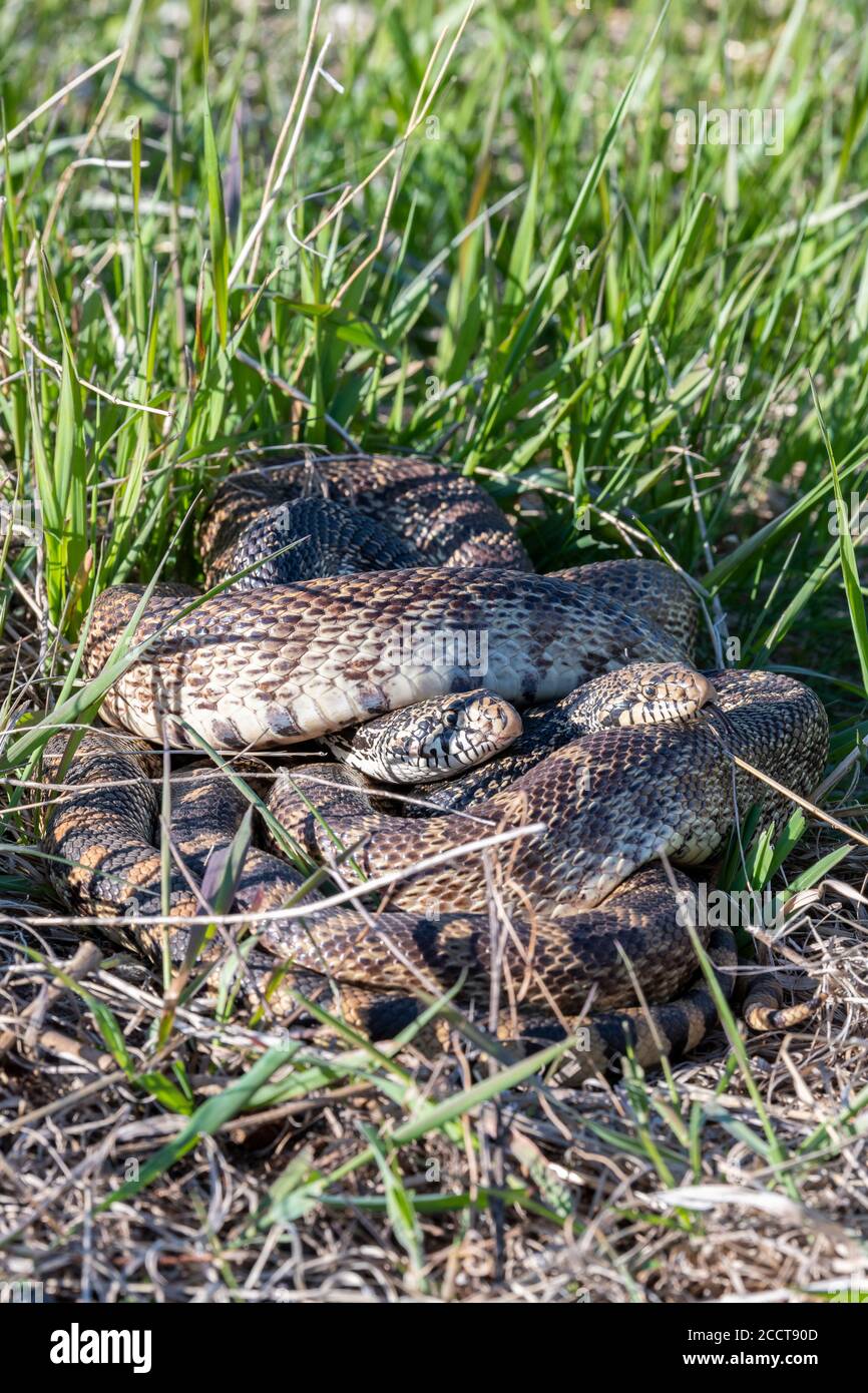Two Bullsnakes coiled together (Pituophis catenifer sayi), Eastern United states, by Dominique Braud/Dembinsky Photo Assoc Stock Photo