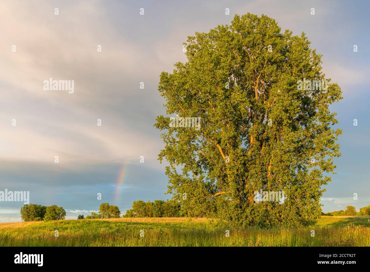Stormy sky & rainbow, E. Cottonwood (Populus deltoides) tree, Summer, MN, USA, by Dominique Braud/Dembinsky Photo Assoc Stock Photo