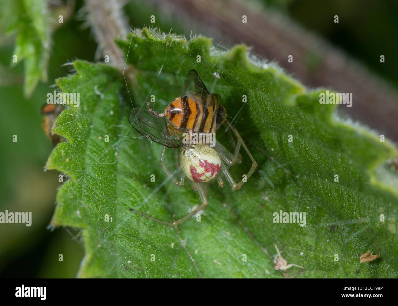 Common Candy-striped Spider, Enoplognatha ovata, as forma redimita, with hoverfly prey. Stock Photo