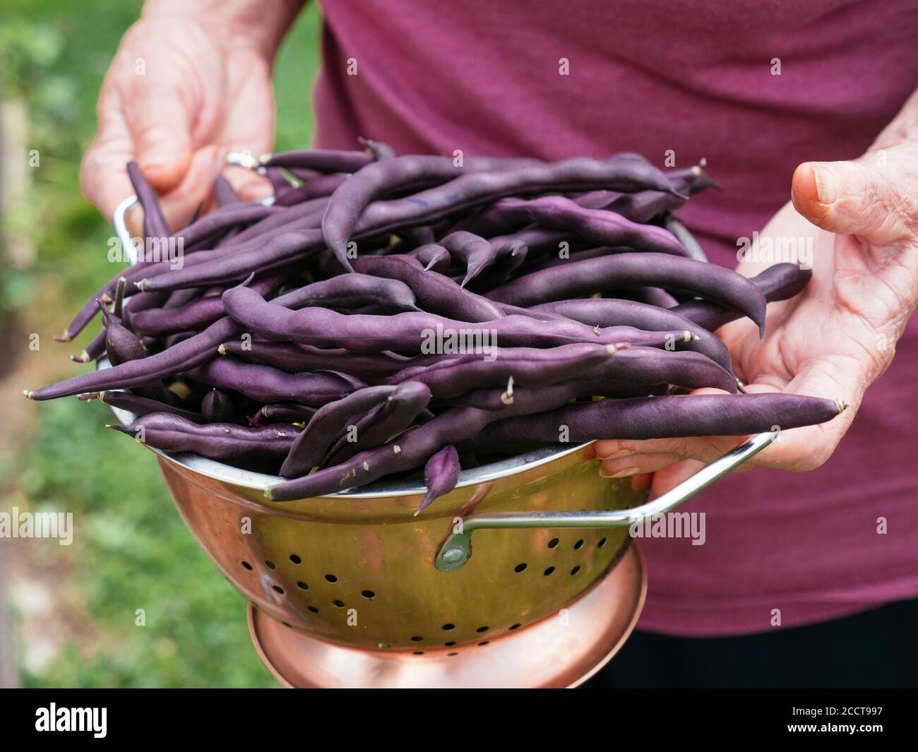 Gardener with a colander full of purple bean pods. Stock Photo