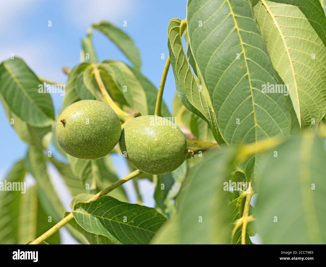 Green walnuts on the tree Stock Photo