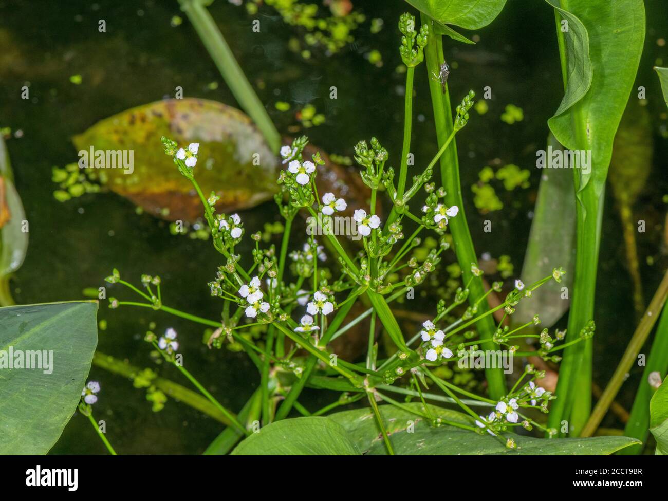 Common water-plantain, Alisma plantago-aquatica, in flower in shallow pond, Dorset. Stock Photo