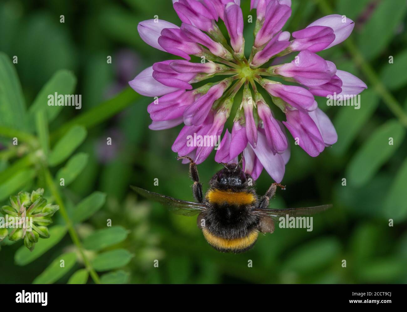 Buff-tailed bumblebee, Bombus terrestris, feeding on Crown Vetch flowers in garden. Stock Photo