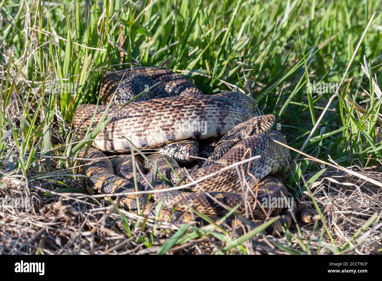 Two Bullsnakes coiled together (Pituophis catenifer sayi), Eastern United states, by Dominique Braud/Dembinsky Photo Assoc Stock Photo