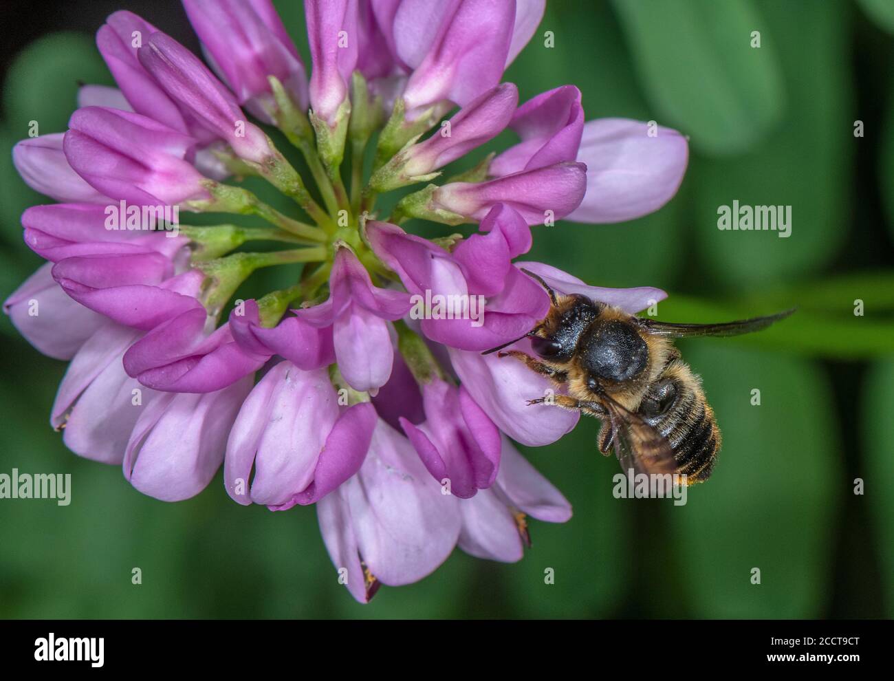 A female leaf-cutter bee, Megachile sp, visiting Crown Vetch flowers in a wildlife garden. Dorset. Stock Photo