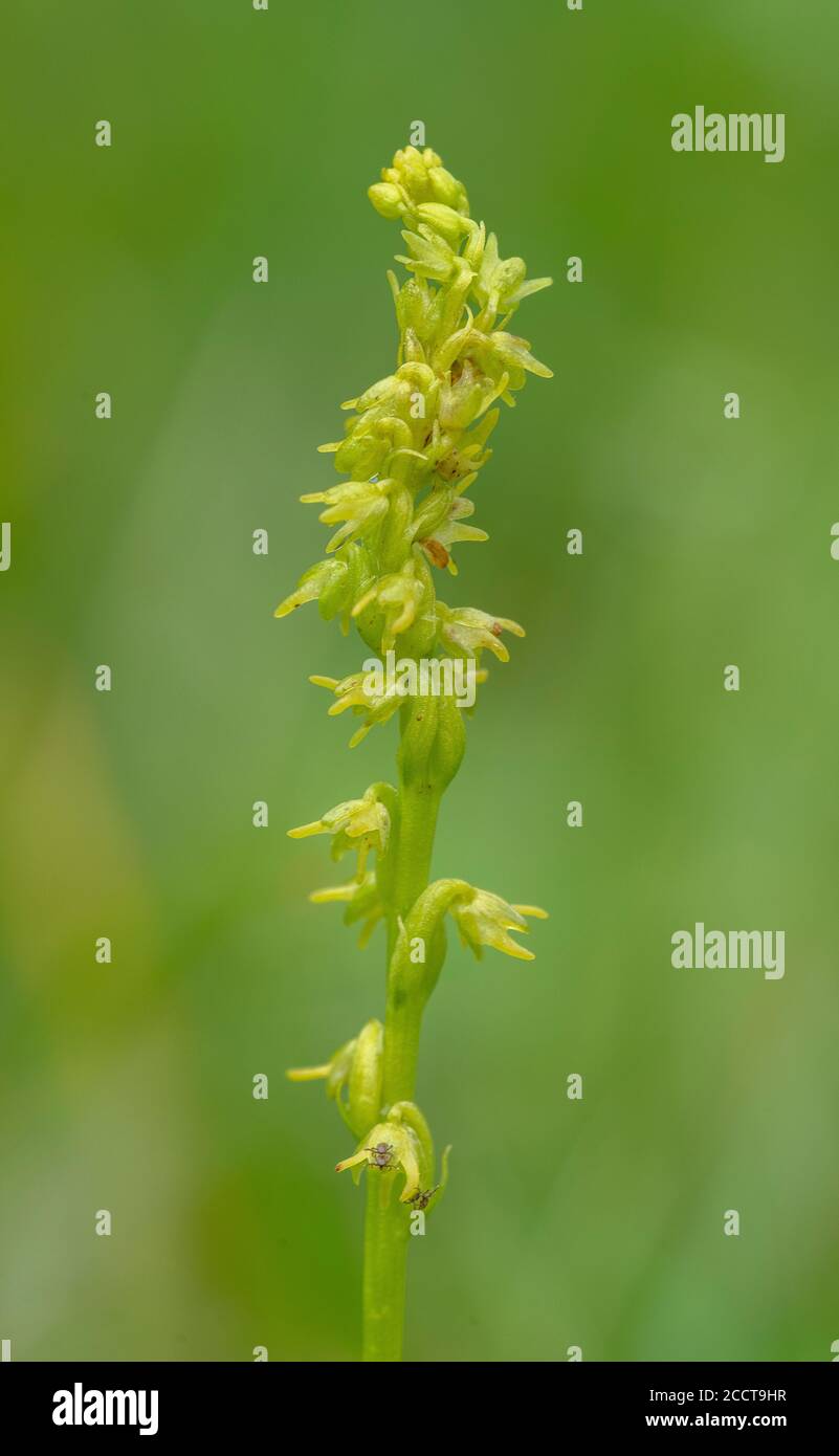 Musk Orchid, Herminium monorchis, in flower in chalk grassland, Hampshire. Stock Photo