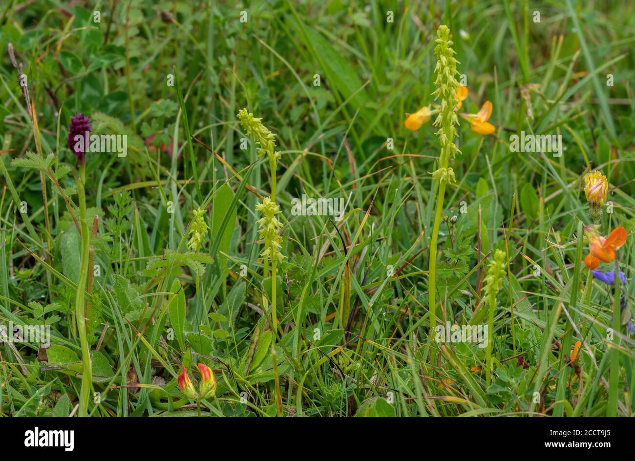 Musk Orchids, Herminium monorchis, in flower in flowery chalk grassland, Hampshire. Stock Photo