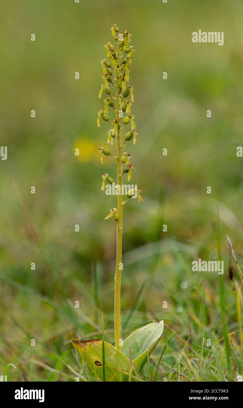 Common twayblade, Neottia ovata, in flower on chalk grassland. Stock Photo