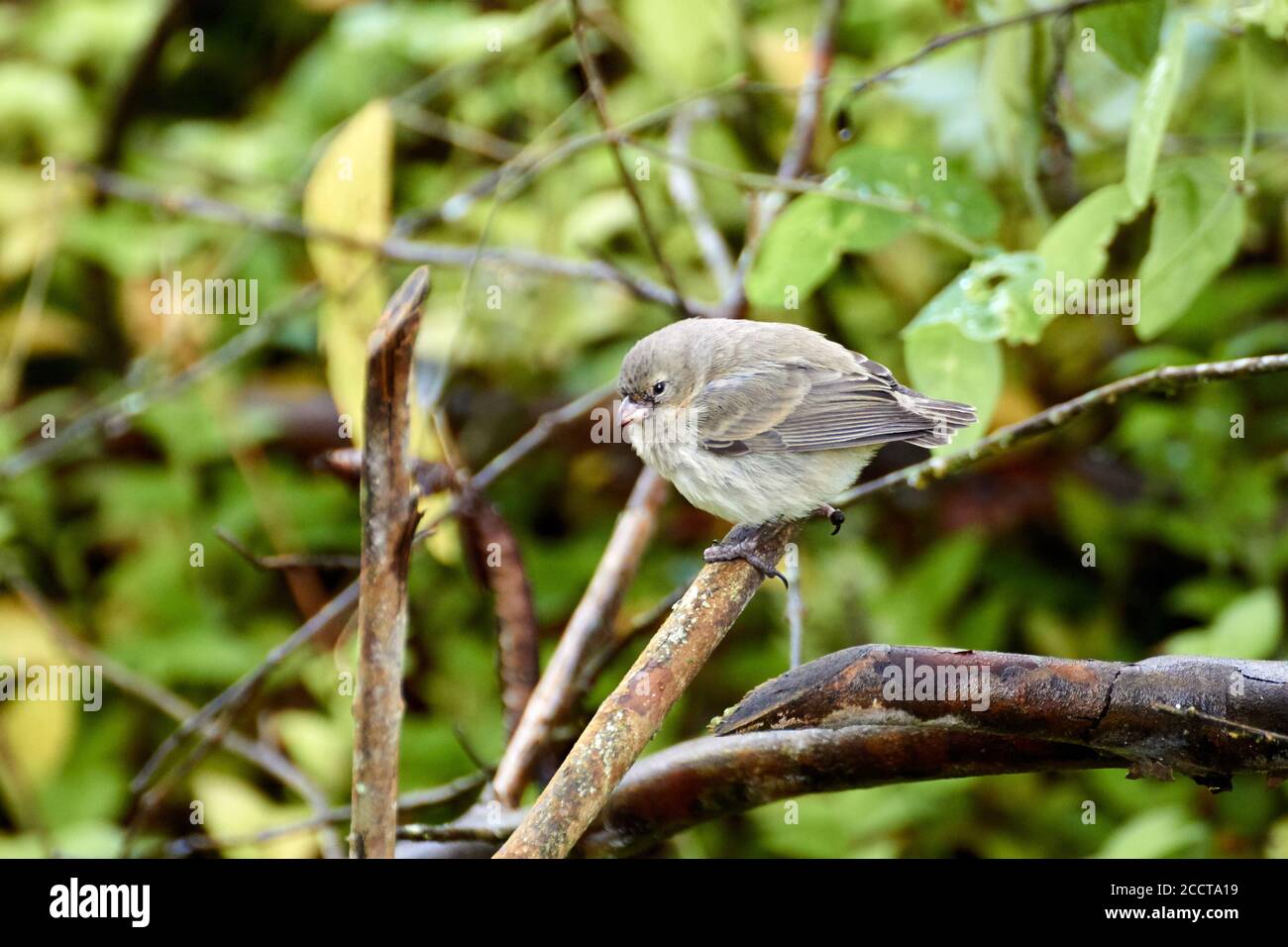 Darwin's finch on a tree in Santa Cruz island, Galapagos, Ecuador Stock Photo