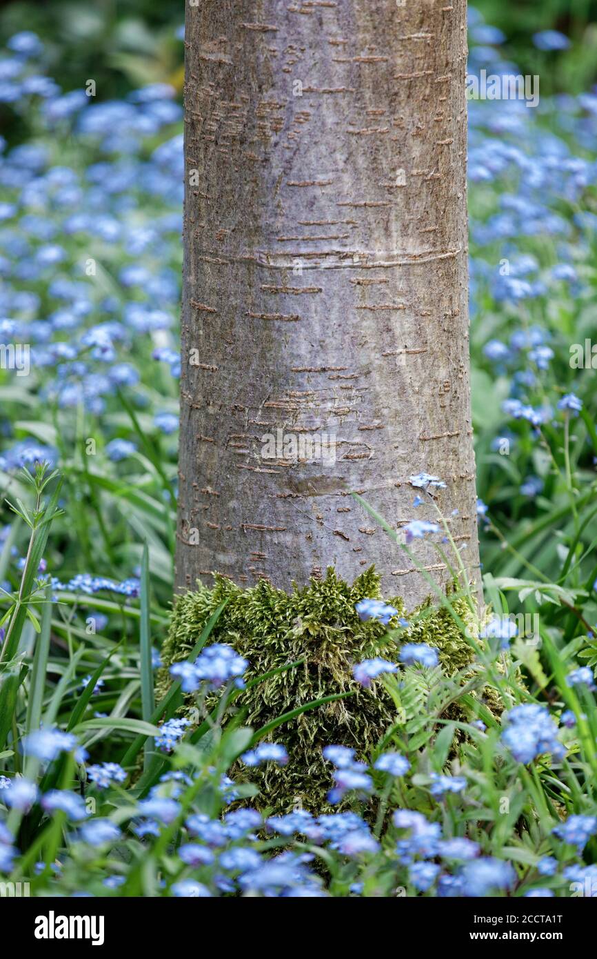 Base of Cherry tree trunk with moss growth surrounded by foliage and