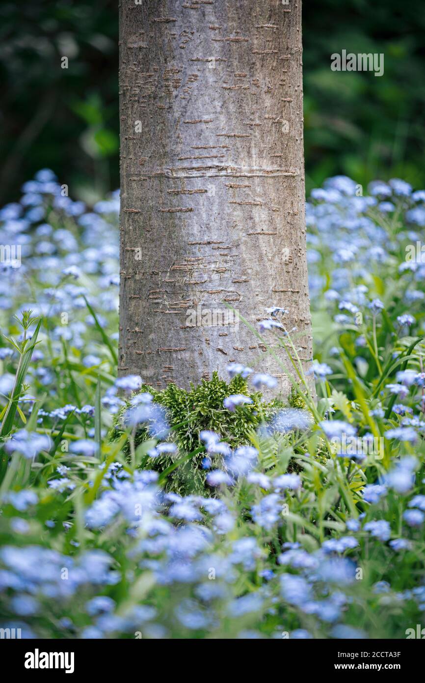 Base of Cherry tree trunk with moss growth surrounded by foliage and ...
