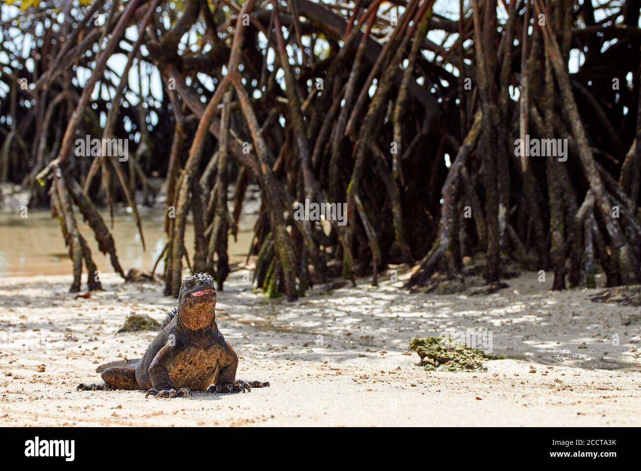 Marine iguana sunbathing near mangroves at Playa Escondida, Galapagos (Ecuador) Stock Photo