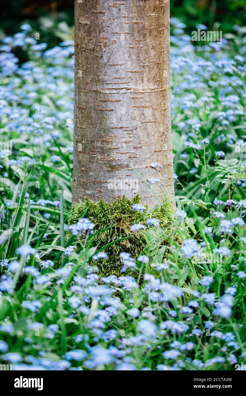 Base of Cherry tree trunk with moss growth surrounded by foliage and ...