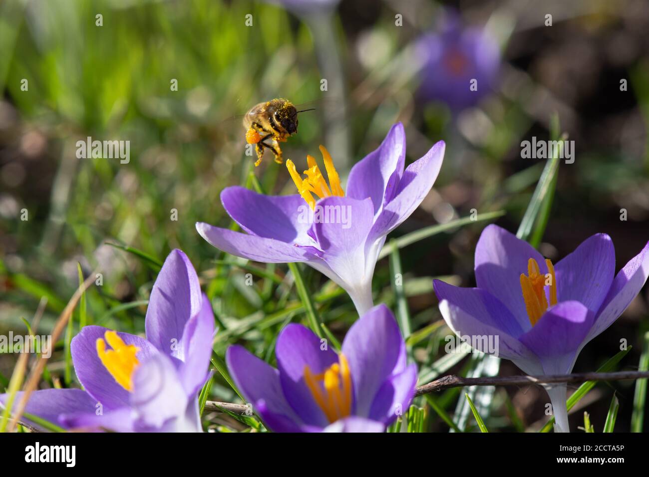Bee covered in yellow pollen flying over purple crocus flowers at the end of winter Stock Photo