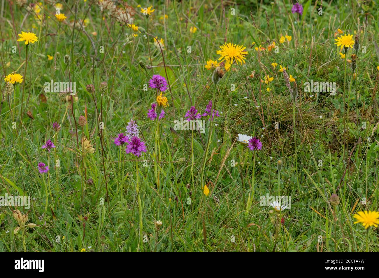 Species-rich flowery chalk grassland, with Pyramidal Orchids, Common Spotted Orchids, Hairy Hawk-bit etc, Noar Hill, Hampshire. Stock Photo