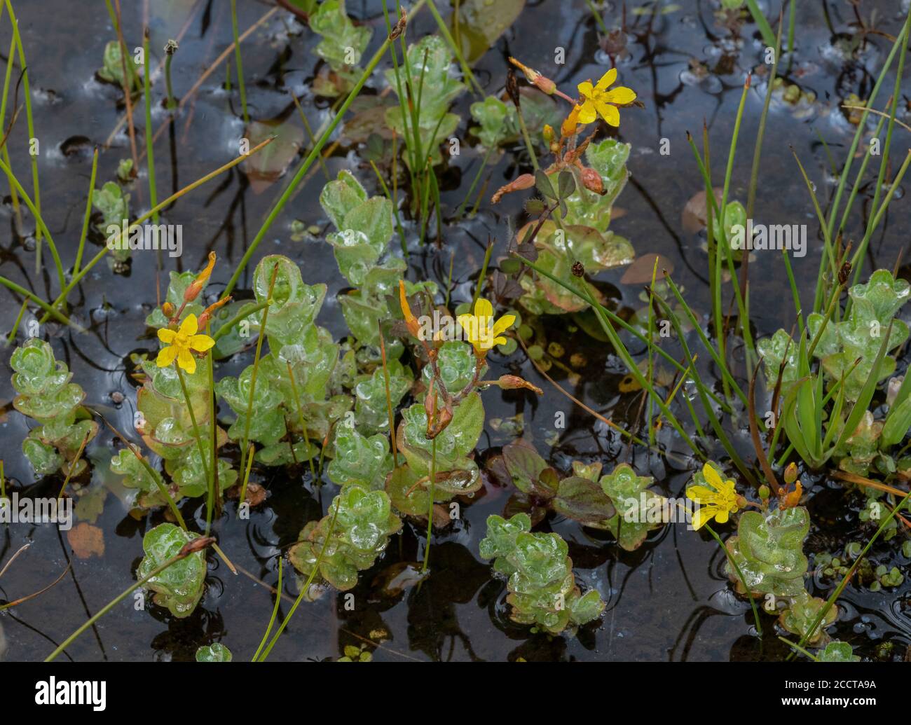 Marsh St John's Wort, Hypericum elodes, in flower in shallow acid water, New Forest. Stock Photo