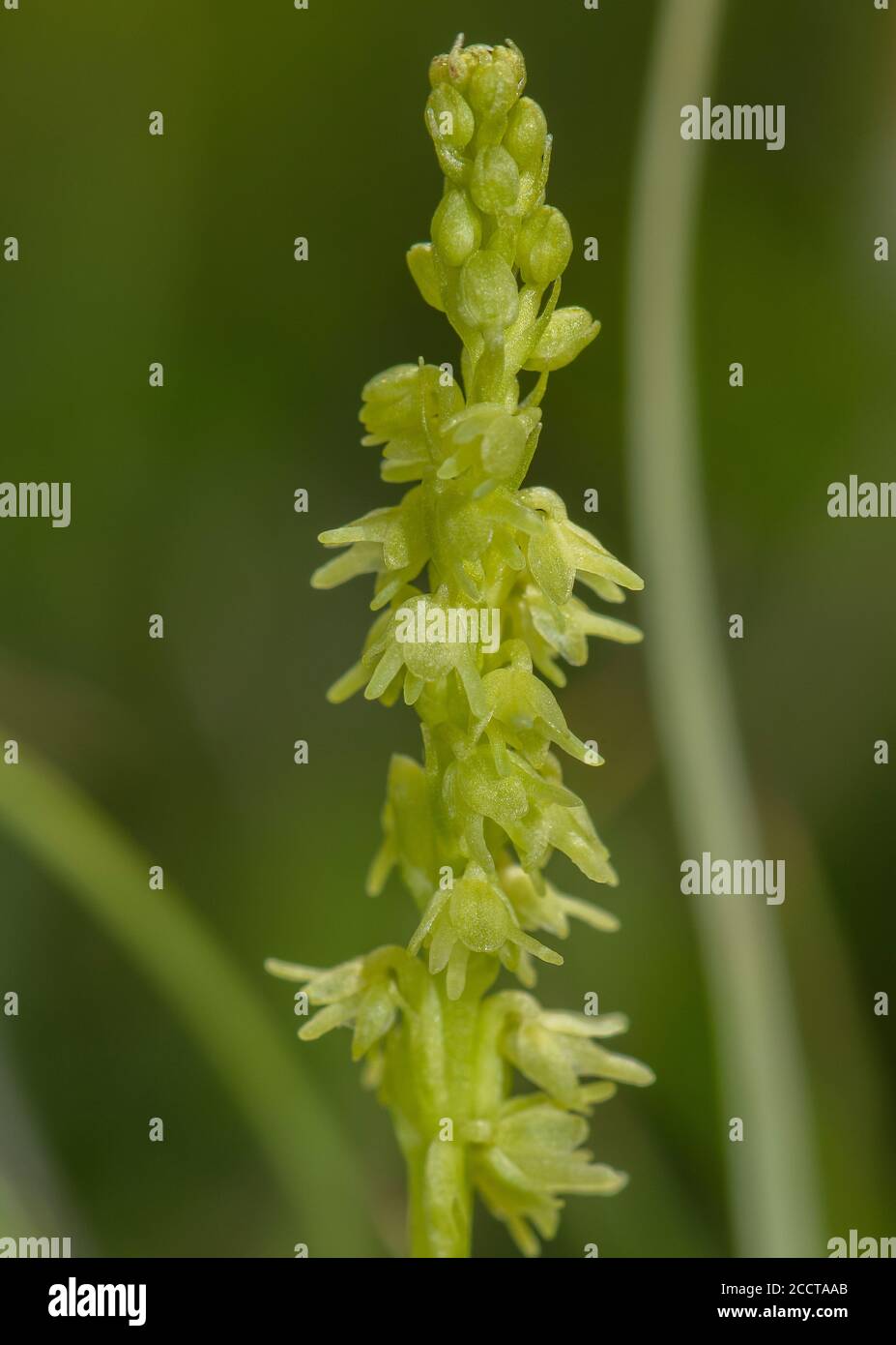 Musk Orchid, Herminium monorchis, in flower in chalk grassland, Hampshire. Stock Photo