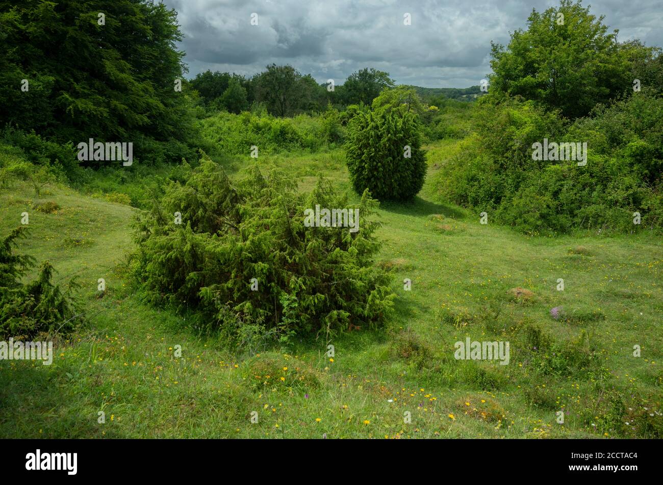 Noar Hill Nature Reserve - chalk grassland in ancient chalk quarries, with Juniper bushes. Hampshire. Stock Photo