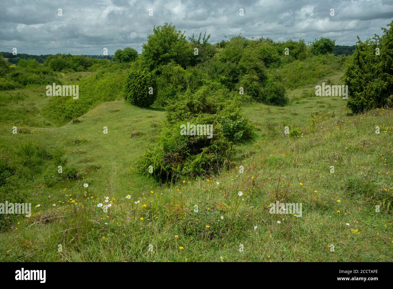 Noar Hill Nature Reserve - chalk grassland in ancient chalk quarries, with Juniper bushes. Hampshire. Stock Photo