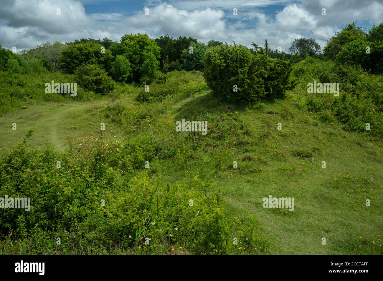 Noar Hill Nature Reserve - chalk grassland in ancient chalk quarries, with Juniper bushes. Hampshire. Stock Photo