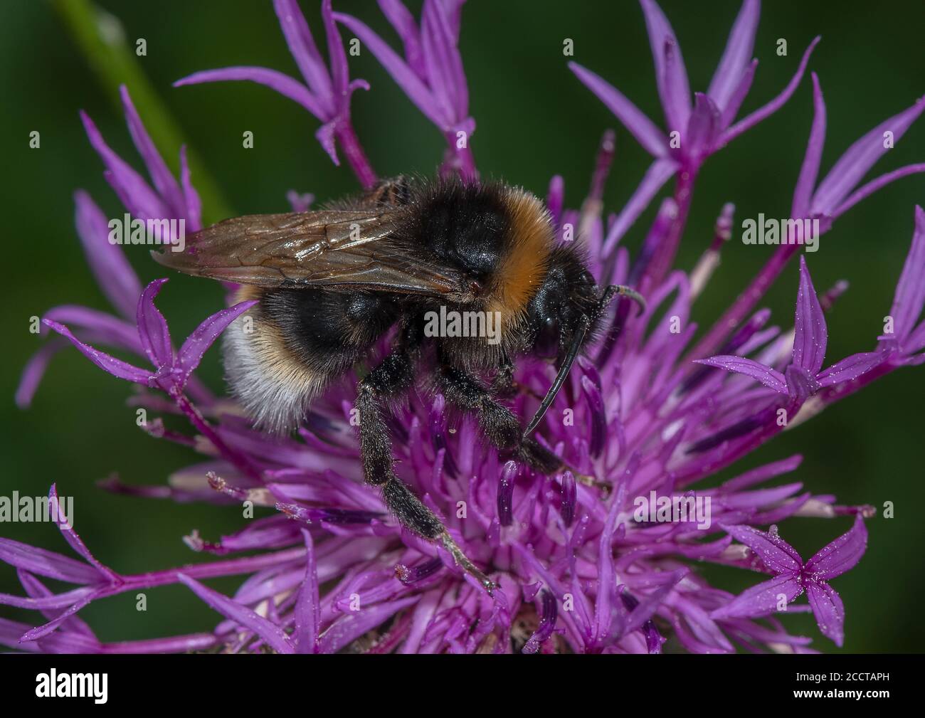 Forest cuckoo bumblebee, Bombus sylvestris, visiting Knapweed flower. Stock Photo