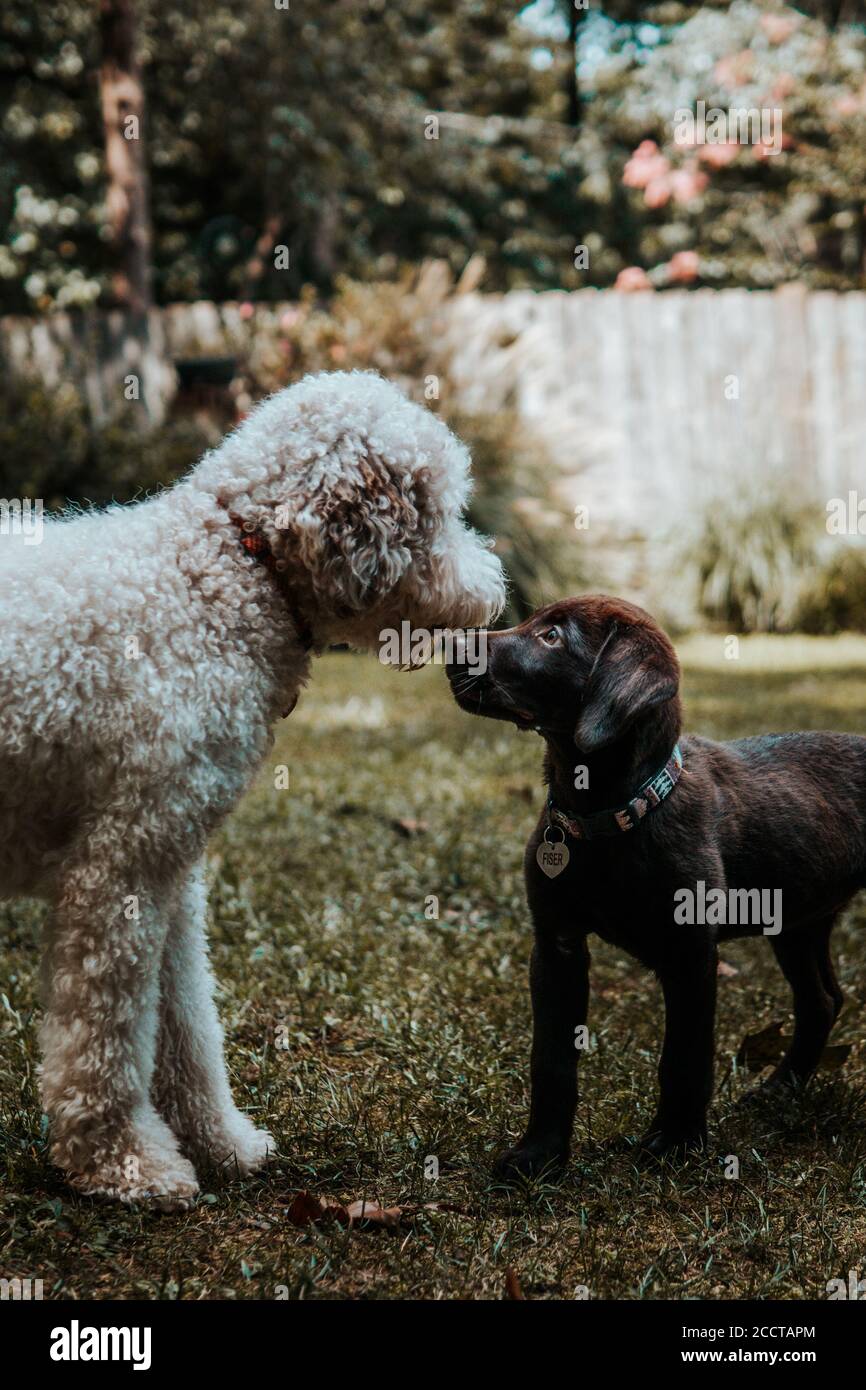 Two dogs meet for the first time Stock Photo