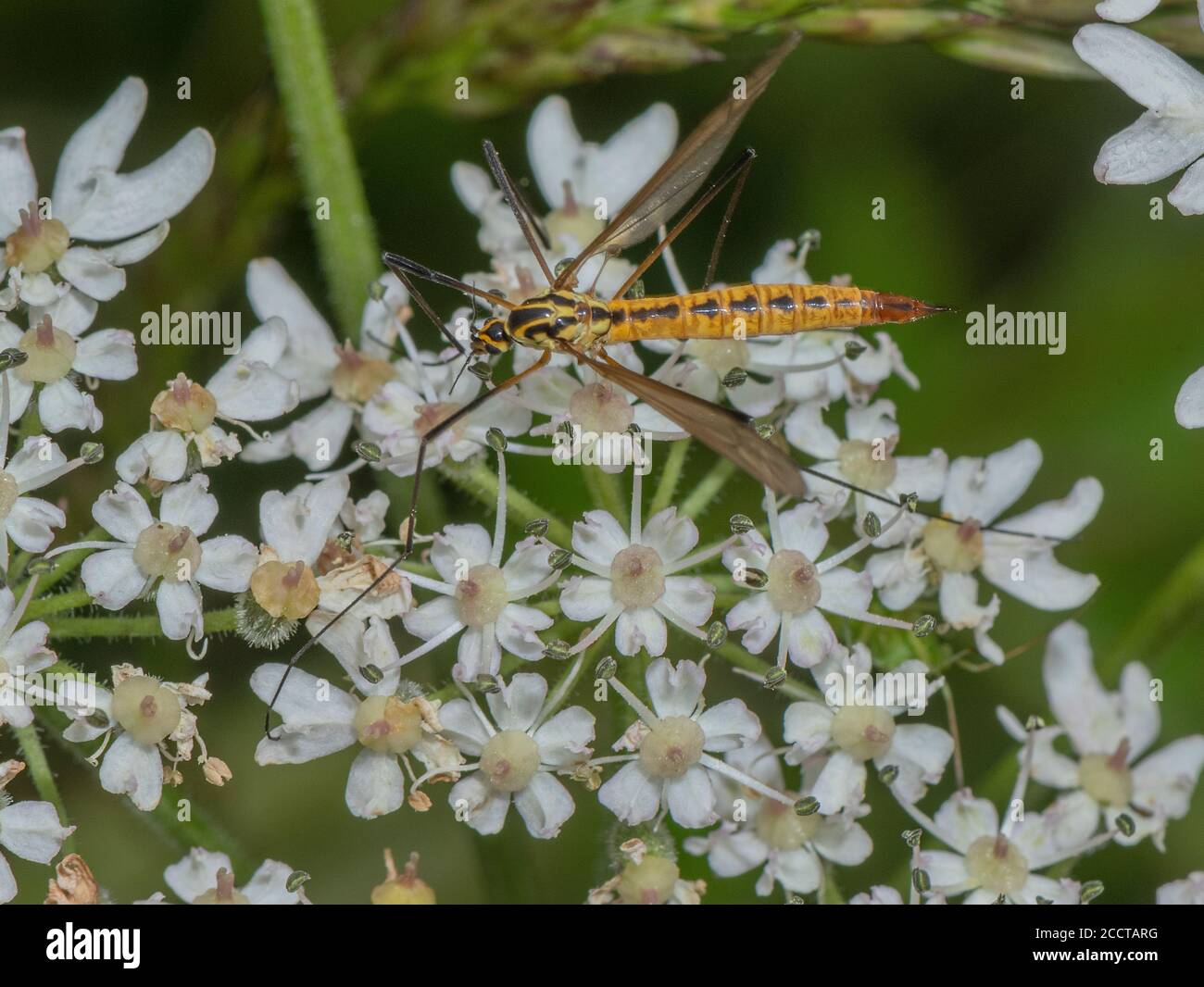 Spotted Cranefly, Nephrotoma appendiculata, feeding on umbellifer, Dorset. Stock Photo