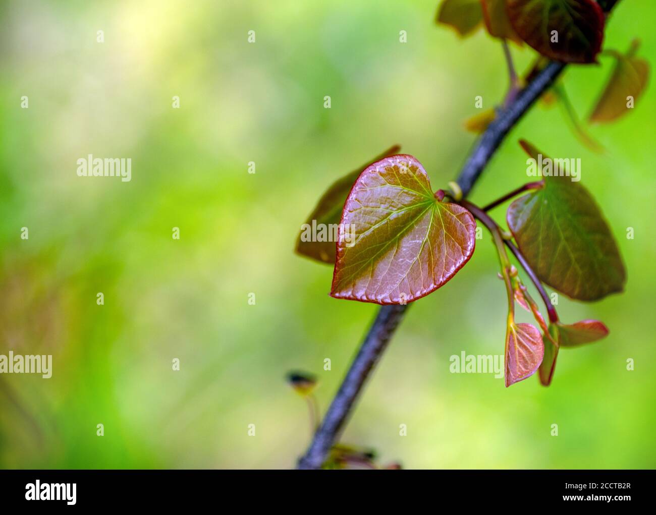 A beautiful replica of spring and love with the pretty textured delicate heart shaped leaf of a redbud tree with plenty of defocused background for co Stock Photo