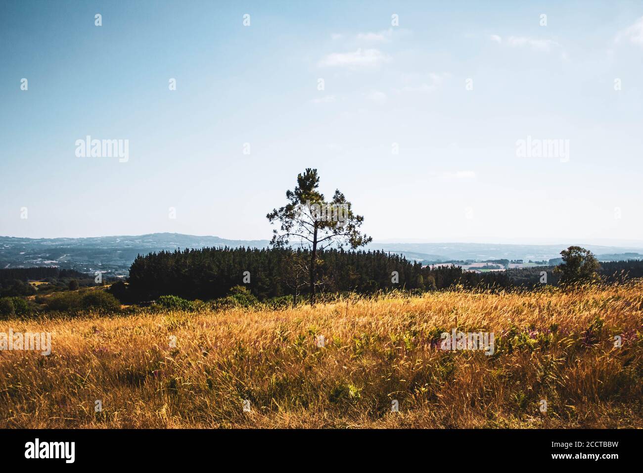 lonely tree in the middle of the field against mountains and blue sky Stock Photo