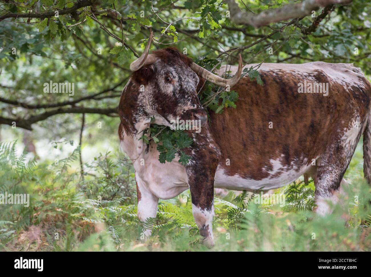 English Longhorn cattle feeding off oak tree leaves Stock Photo Alamy
