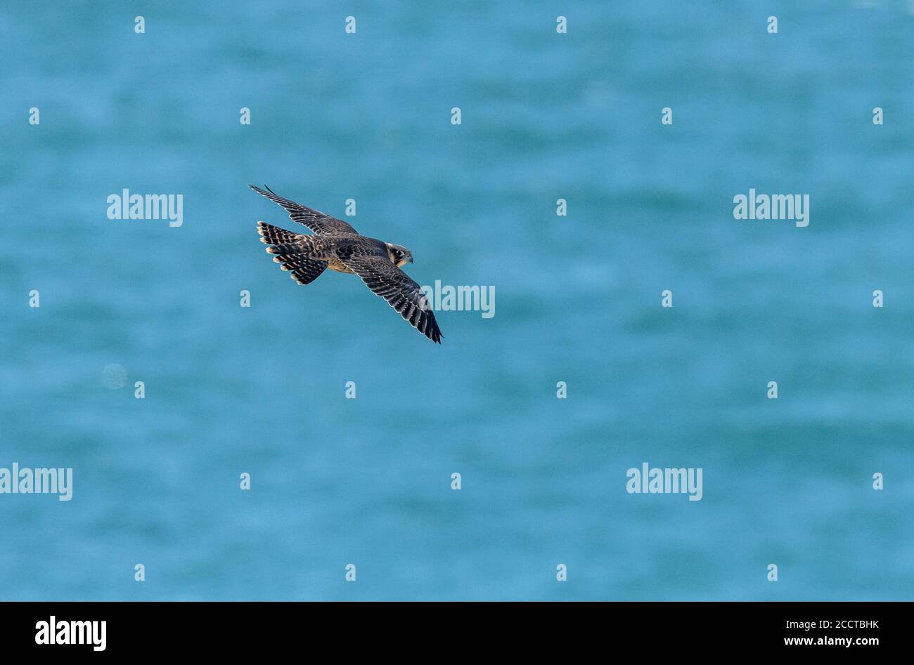 Young peregrine falcon, Falco peregrinus, in flight near nest site on Portland, Dorset. Stock Photo