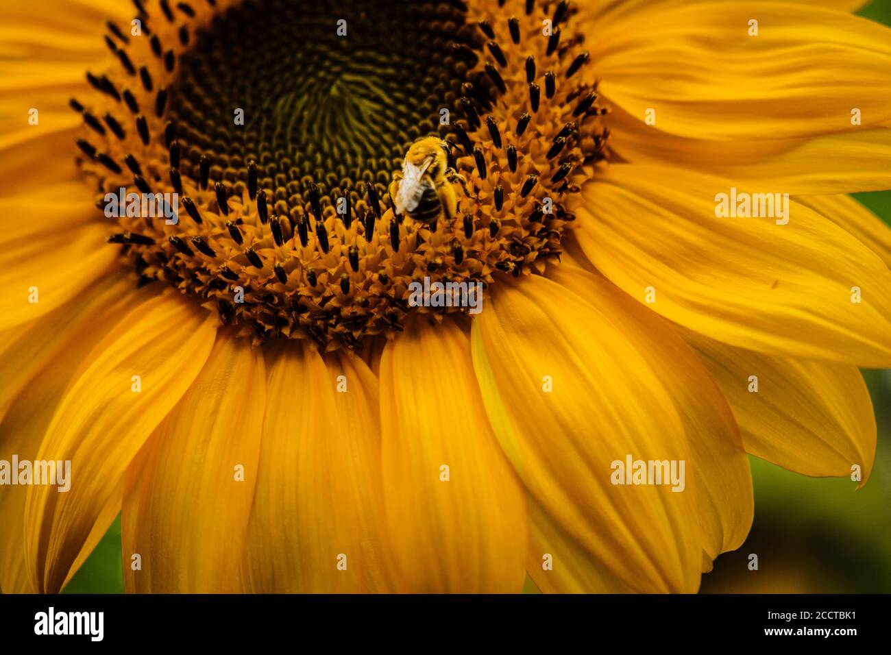 Honey bee covered with pollen hi-res stock photography and images - Alamy