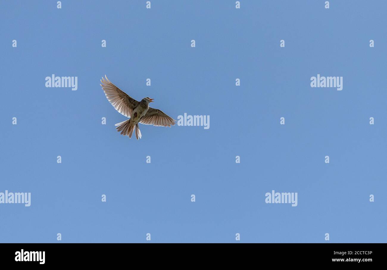 Skylark, Alauda arvensis, in flight during breeding season. Stock Photo