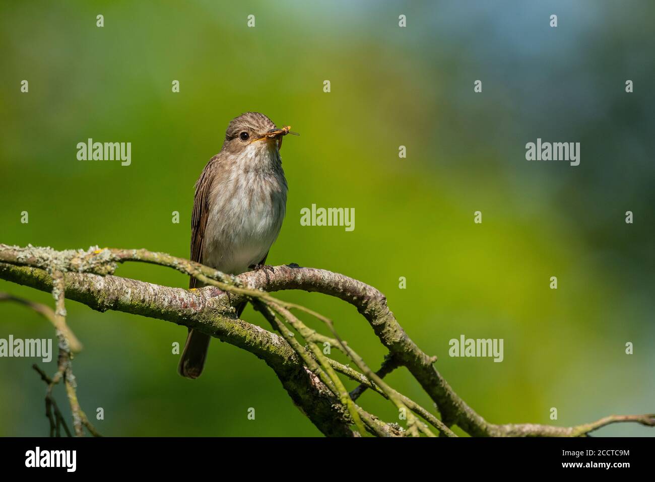 Spotted flycatcher, Muscicapa striata, with male Vapourer moth prey in beak. Stock Photo