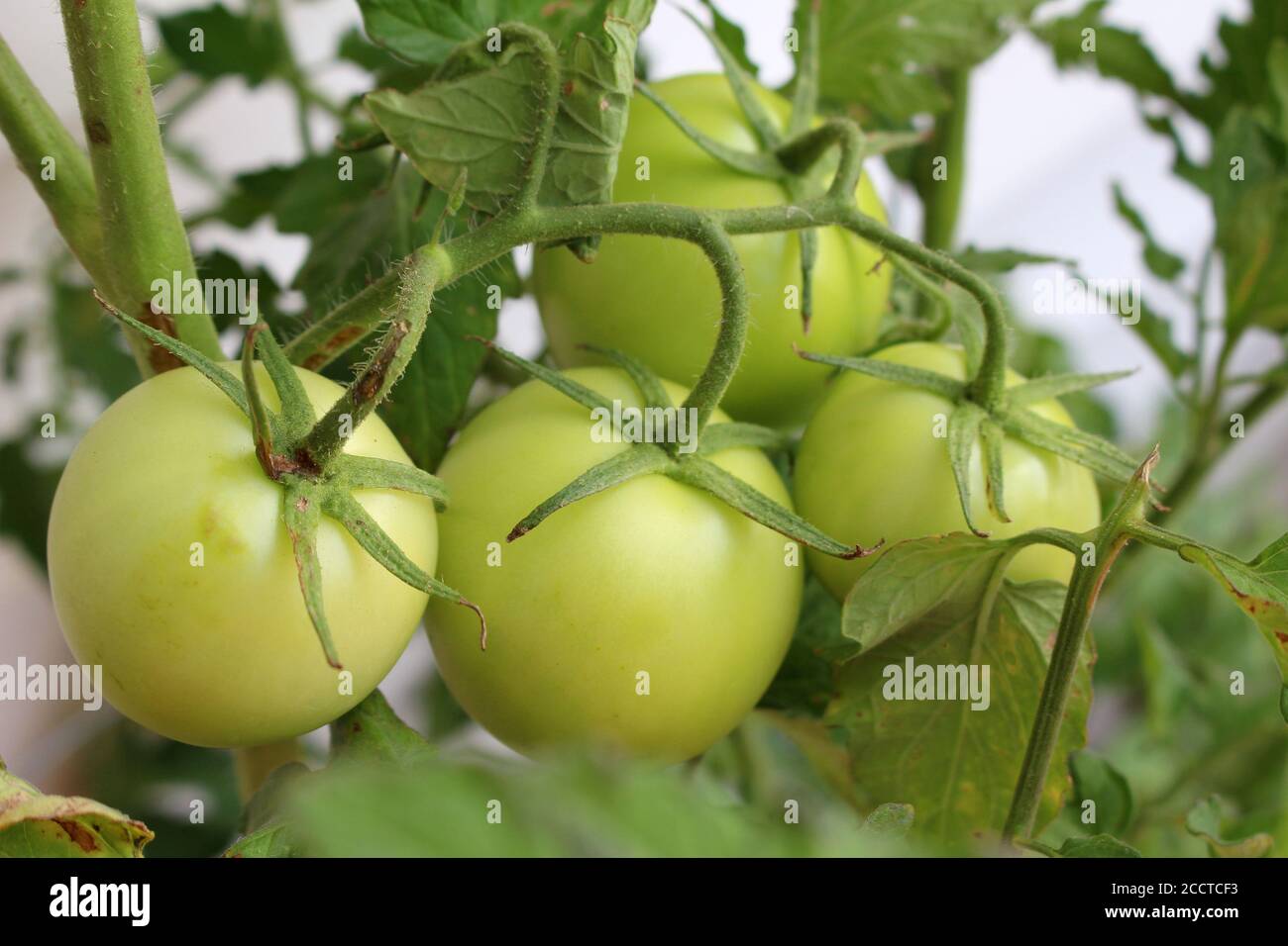 Potted tomato plant growing in summer with vine tomatoes ready to ripen Stock Photo