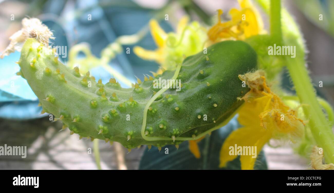 Small green cucumber growing on a vine with yellow flowers surrounding