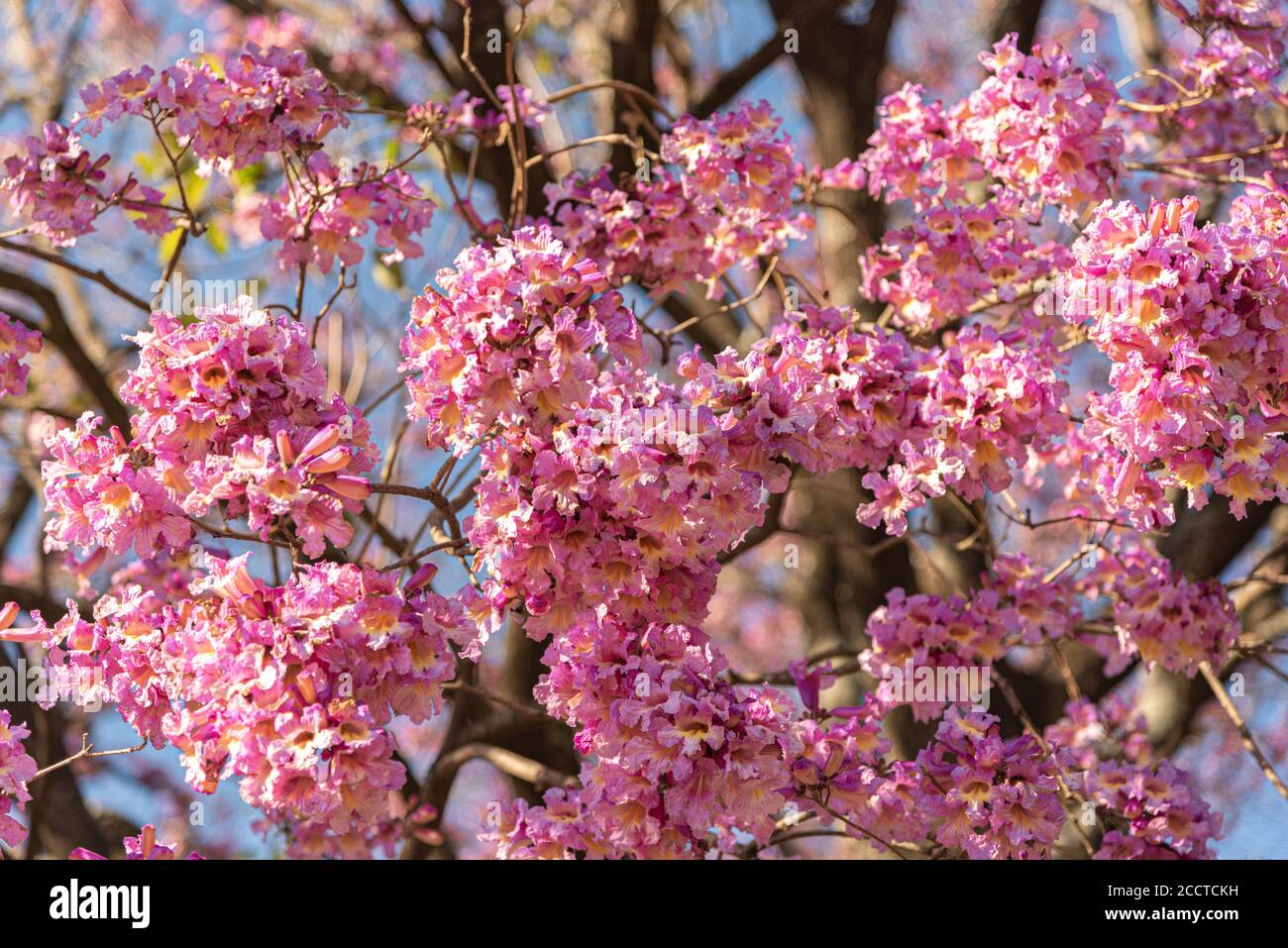 Flowers of the Ipê Rosa tree (Handroanthus heptaphyllus). The ipe-rosa is a South American tree. Tree for landscaping. Brazilian flora. Stock Photo