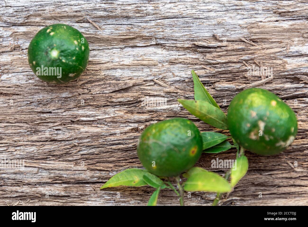 Citrus reticulata in natura. Fruit similar to orange, half bitter and very aromatic. This fruit